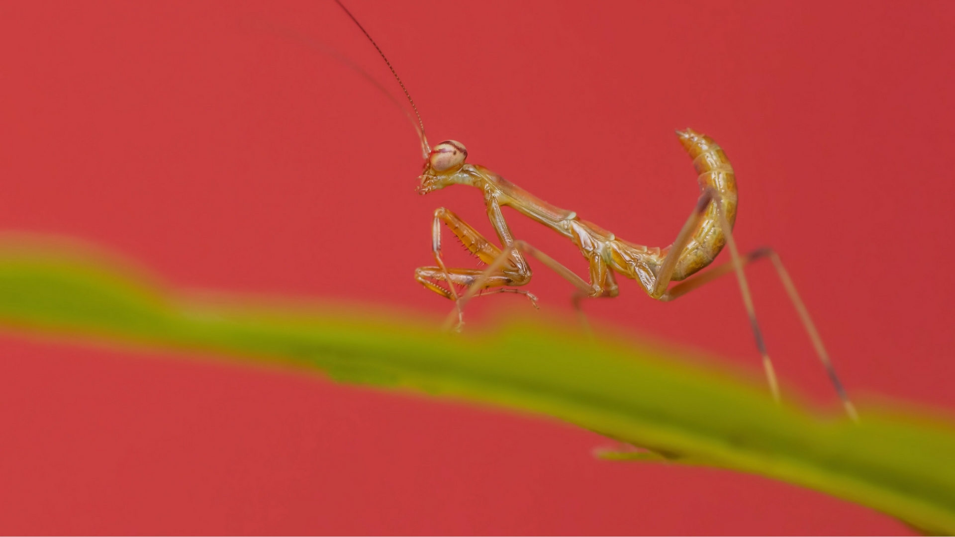 Understanding stereovision of mantis and mechanism of eye sight of living beings